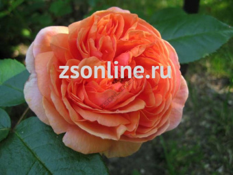 Изображение загружено обработкой по данным файла Excel