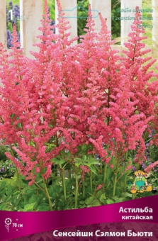 Астильба китайская Сенсейшн Сэлмон Бьюти, 1 шт