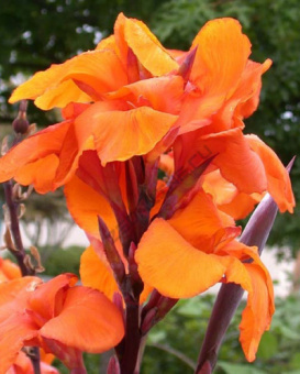 Канна коричневолистная Триумф