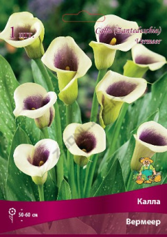 Калла Вермеер, 1 шт