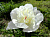 Пион травянистый Мадрид (великолепный сорт! махровые белые цветы, поздний, 1шт, 2-3)