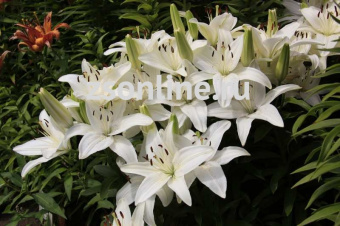 Изображение загружено обработкой по данным файла Excel