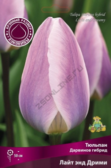 Тюльпан Дарвинов гибрид Лайт энд Дрими 12+/К 5шт