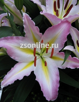 Изображение загружено обработкой по данным файла Excel