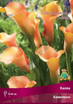 Калла Хамелеон, 1 шт