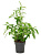 Драцена Суркулоза D17см H40см