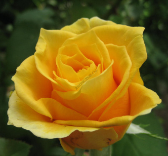Роза чайно-гибридная Папилон