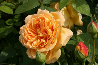 НоменклатураПрисоединенныеФайлы