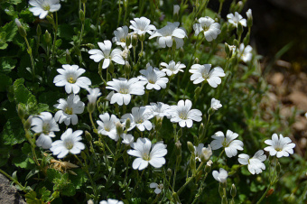 Ясколка войлочная Колумна (Р9) (цветок белый)
