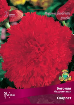 begonia_bahrom_scarlet_kaper