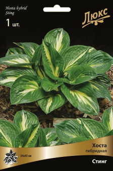 hosta_gibrid_sting_kaper