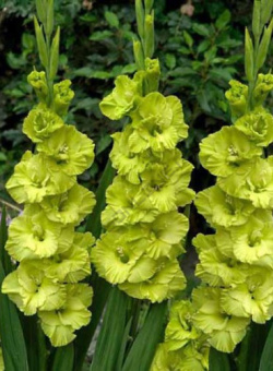 Гладиолус Грин Стар