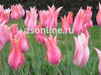 Изображение загружено обработкой по данным файла Excel