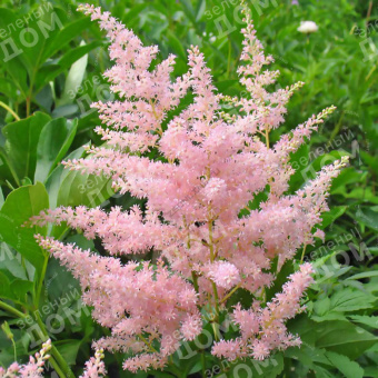 Астильба Арендса Европа; С3