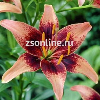 Изображение загружено обработкой по данным файла Excel