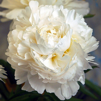 Пион молочноцветковый Мадам Клод Тен