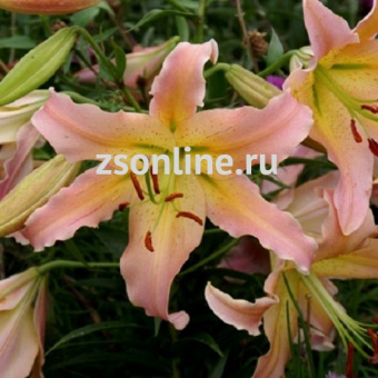 Изображение загружено обработкой по данным файла Excel