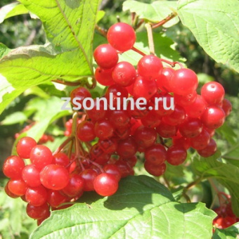 Изображение загружено обработкой по данным файла Excel