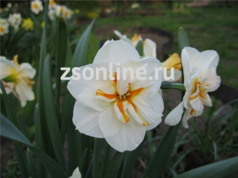 Изображение загружено обработкой по данным файла Excel