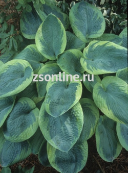 Изображение загружено обработкой по данным файла Excel