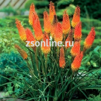 Изображение загружено обработкой по данным файла Excel