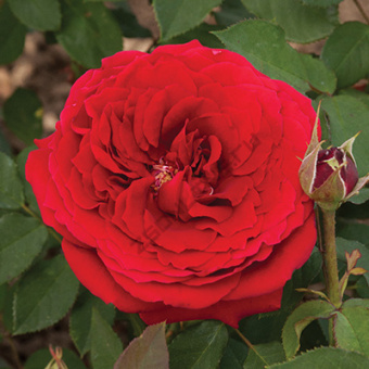 rosa_chaino_gibrid_vasa_cherry