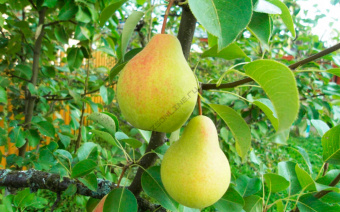 Груша Скороспелка из Мичуринска