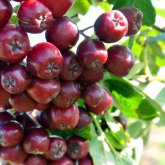 f83caa12bcef617463fe99615bec56dd