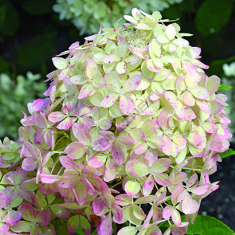 НоменклатураПрисоединенныеФайлы