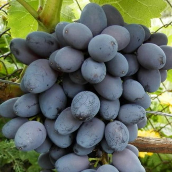 vinograd-plodovyiy-yupiter