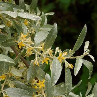 Лох в асс. V2-3 л