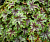 Гейхерелла, лист зеленый с серебристо-коричневыми прожилками, Heucherella Tapestry, 3 л, 30 см
