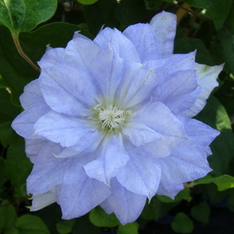 Изображение загружено обработкой по данным файла Excel