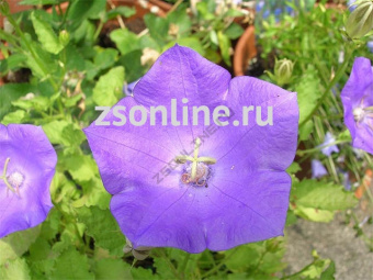 Изображение загружено обработкой по данным файла Excel