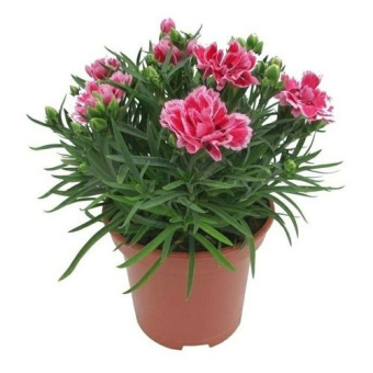 Гвоздика садовая смесь, D12