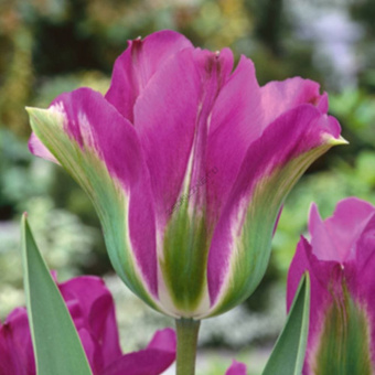 84d30c3d6aab66399c6596381d3a3042