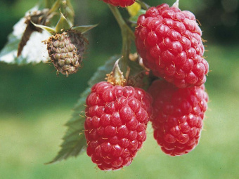 0rubus-idaeus-veten_origin_img