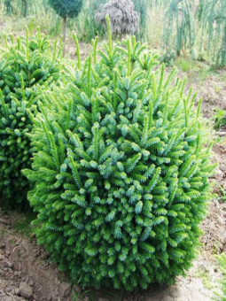 Ель сербская Picea Оmorika Nana, в горшке 10л, 100-125 см