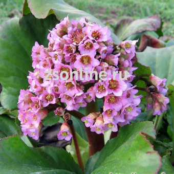 Изображение загружено обработкой по данным файла Excel