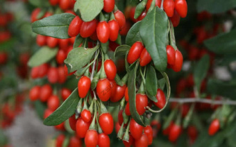 12188-Sweet-Lifeberry-Goji-Berry