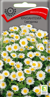 Хризантема Снегурочка (ЦВ)