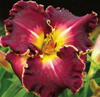 Лилейник гибридный Экселент