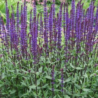 Шалфей в асс. C3