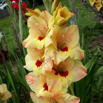 Гладиолус Бочелли