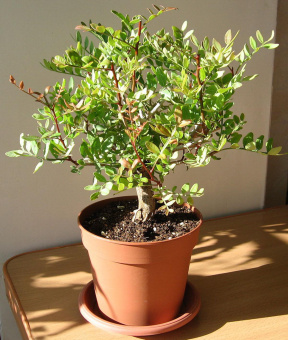 Фисташка китайская D12 H20 см