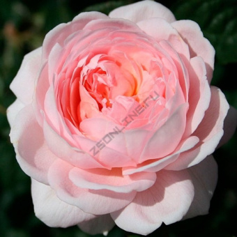 Роза английская парковая Квин ов Свиден (розовый)