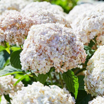 01671_glavnaja_834_auto_jpg_5_80