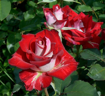 Роза Альянс