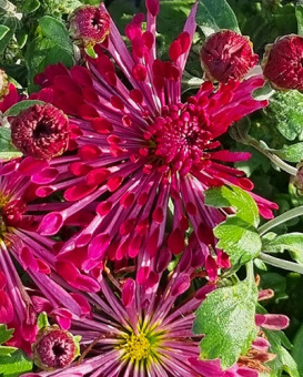 Хризантема корейская Вечерняя заря/К