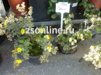 Изображение загружено обработкой по данным файла Excel